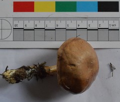 Fistulinella viscida