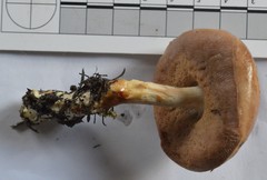 Fistulinella viscida