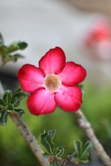 Adenium obesum