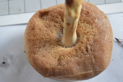 Fistulinella viscida