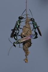 Chalybion bengalense