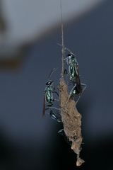 Chalybion bengalense