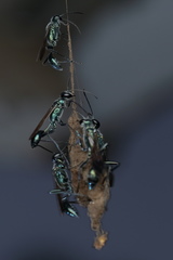 Chalybion bengalense