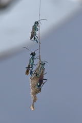 Chalybion bengalense