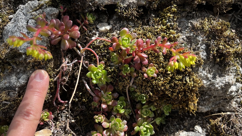 Sedum yosemitense Britton