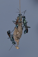 Chalybion bengalense