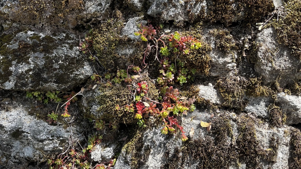 Sedum yosemitense Britton 2