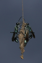 Chalybion bengalense