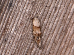 Mompha murtfeldtella
