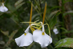 Epidendrum eburneum