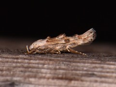 Mompha murtfeldtella