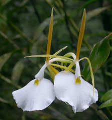 Epidendrum eburneum