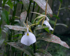 Epidendrum eburneum