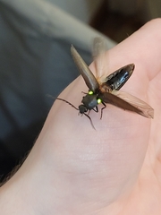 Ignelater havaniensis