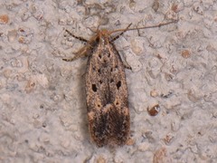 Neodactylota liguritrix