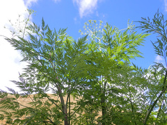 Notobubon gummiferum
