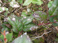 Cameraria gaultheriella