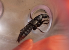 Platydracus tarsalis