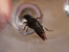 Platydracus tarsalis