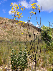 Osteospermum junceum
