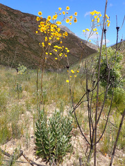 Osteospermum junceum