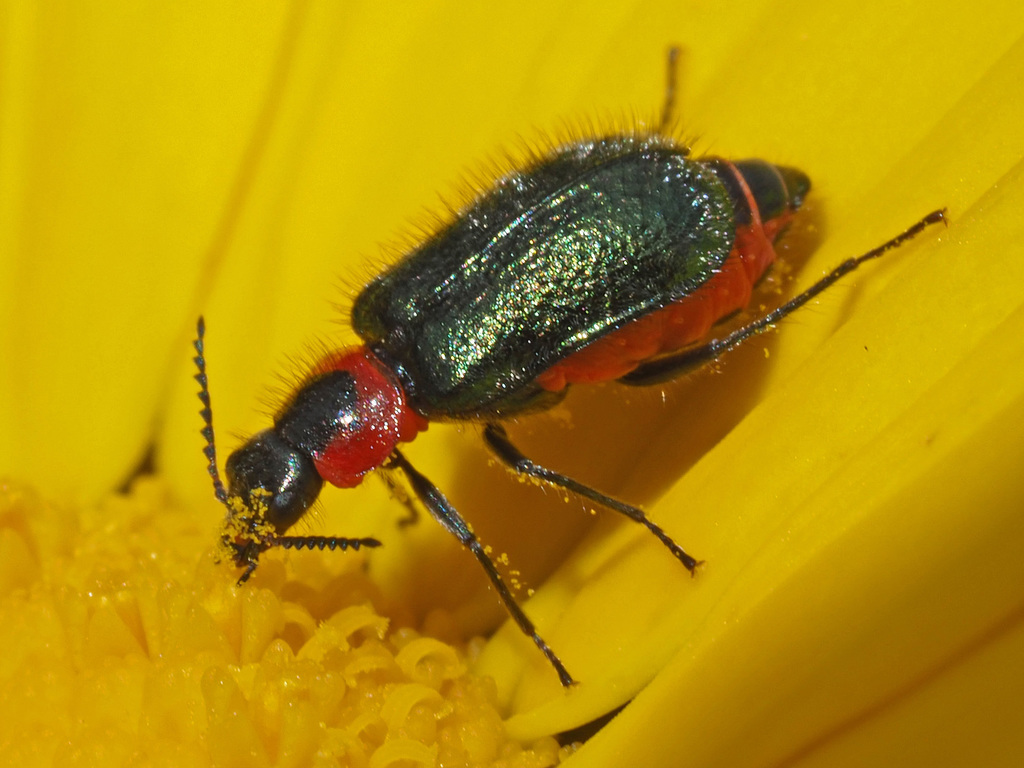 Philhedonus
