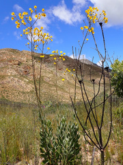 Osteospermum junceum