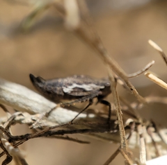 Bathysmatophorinae