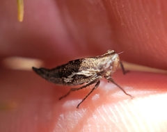 Bathysmatophorinae