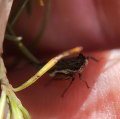 Bathysmatophorinae