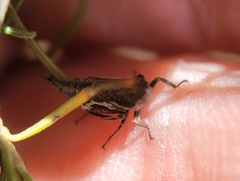 Bathysmatophorinae