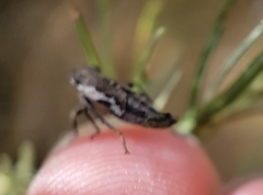 Bathysmatophorinae