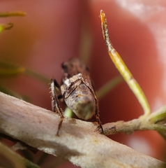 Bathysmatophorinae