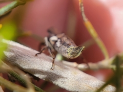 Bathysmatophorinae