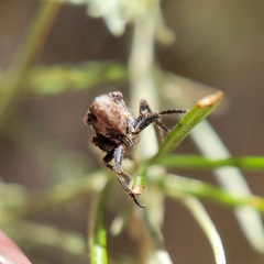 Bathysmatophorinae