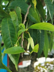 Annona reticulata