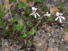 Pelargonium setulosum