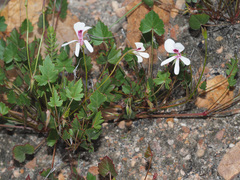 Pelargonium setulosum