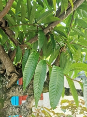 Annona reticulata