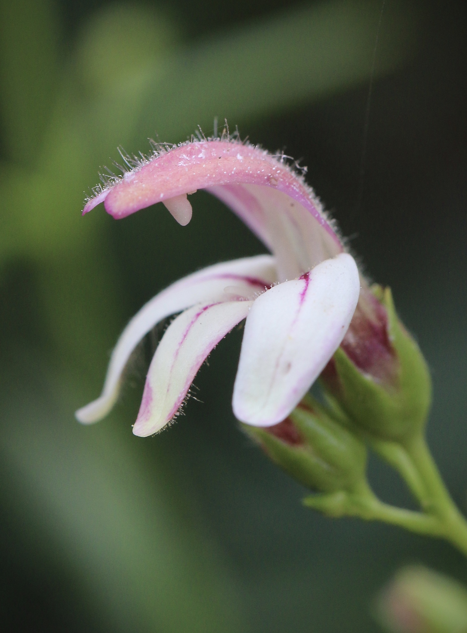 Keckiella breviflora