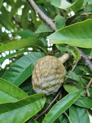 Annona reticulata