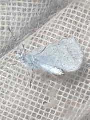Celastrina argiolus