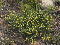 Aspalathus stenophylla