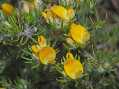 Aspalathus stenophylla