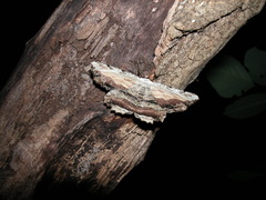 Lytrosis unitaria