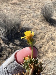Leptosyne calliopsidea