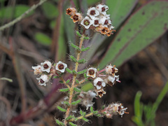 Erica perlata