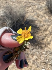 Leptosyne calliopsidea