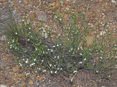 Lachnaea greytonensis