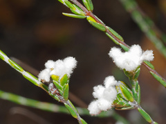 Lachnaea greytonensis
